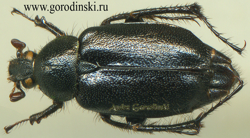http://www.gorodinski.ru/scarabs/Amphicoma sp.2.jpg